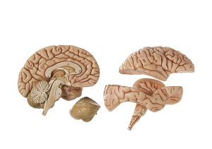 Anatomie Model Hersenen, 4-delig