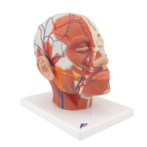 Hoofdmodel met spieren & bloedvaten
