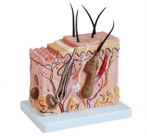 Anatomie Model Huid, Budget