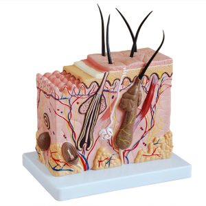 Anatomie Model Huid, Budget