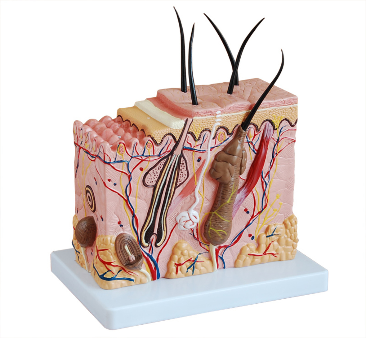 Anatomie Model Huid, Budget