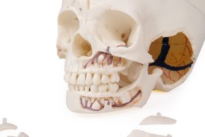Anatomie Model Schedel Kind Deluxe, 14-delig