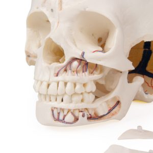 Anatomie Model Schedel Kind Deluxe, 14-delig