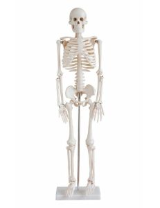 Anatomie Model Skelet, 85 cm