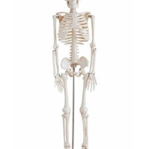 Anatomie Model Skelet, 85 cm