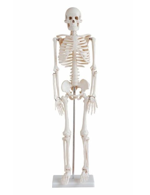 Anatomie Model Skelet, 85 cm