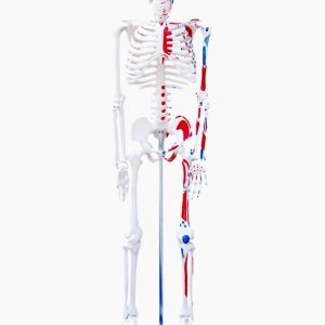 Anatomie Model Skelet met Spieraanhechtingen, 85 cm