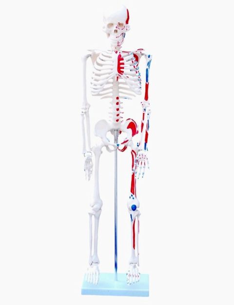 Anatomie Model Skelet met Spieraanhechtingen, 85 cm