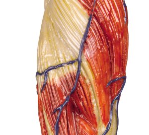 Spiermodel, 62 cm hoog