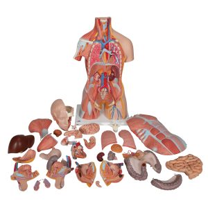 Deluxe spieren torso, 31-delig rompmodel