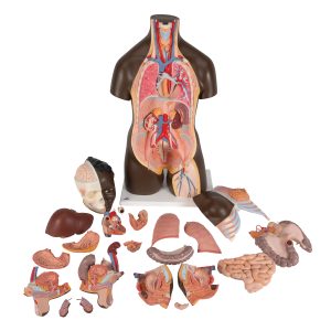 Man/vrouw torso Afrikaans, 24-delig rompmodel