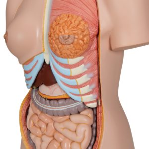 Deluxe man/vrouw torso, 24 delig rompmodel