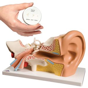 Anatomie Oor Set