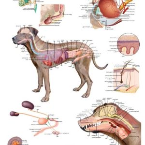 Anatomie Poster Hond