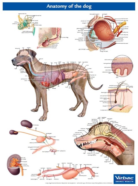 Anatomie Poster Hond