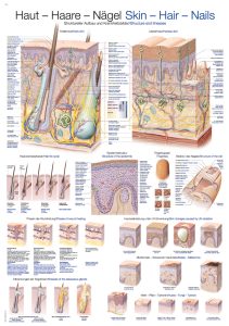Wandplaat "Skin-Hair-Nails", 70x100cm