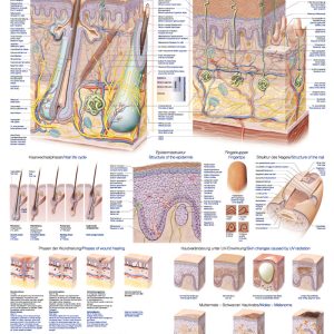 Wandplaat "Skin-Hair-Nails", 70x100cm