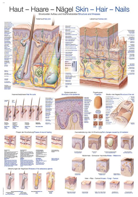 Wandplaat "Skin-Hair-Nails", 70x100cm
