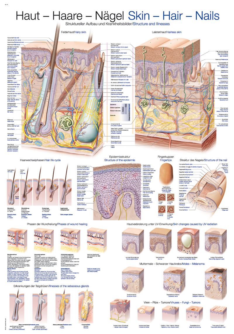 Wandplaat "Skin-Hair-Nails", 70x100cm