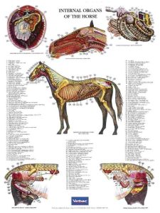 Poster Internal Organs of the Horse