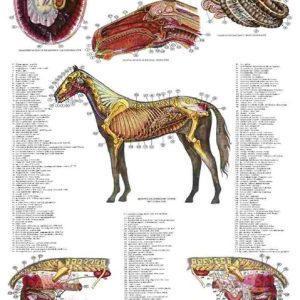 Poster Internal Organs of the Horse