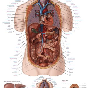 Anatomie Poster Interne Organen