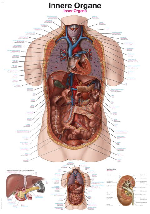Anatomie Poster Interne Organen