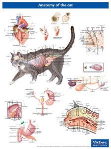 Anatomie Poster Kat