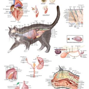 Anatomie Poster Kat