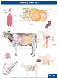 Anatomie Poster Koe