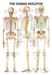 Anatomie Poster Skelet Gelamineerd, 70 x 100 cm