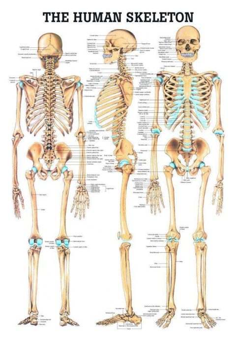 Anatomie Poster Skelet Gelamineerd, 70 x 100 cm