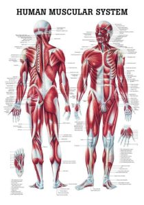 Anatomie Poster Spieren Gelamineerd, 70 x 100 cm