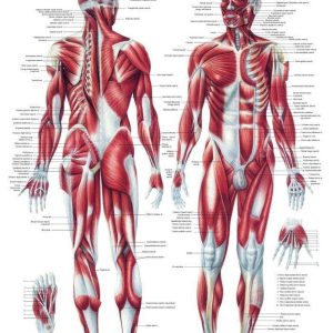 Anatomie Poster Spieren Gelamineerd, 70 x 100 cm
