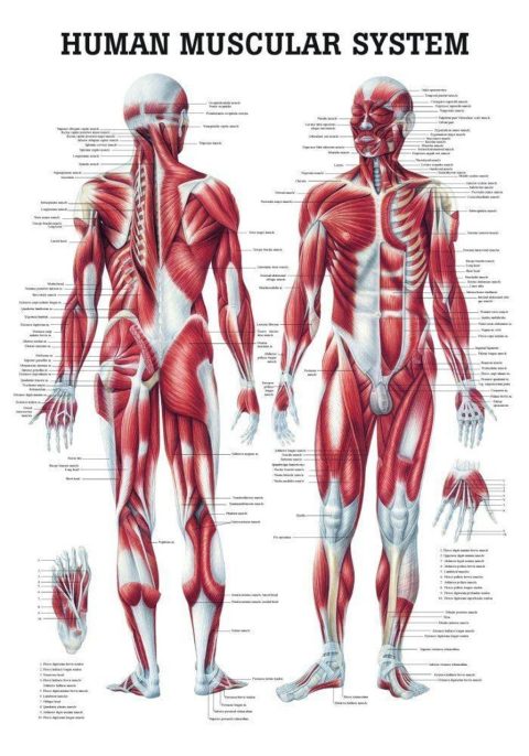 Anatomie Poster Spieren Gelamineerd, 70 x 100 cm