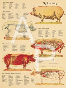 Anatomische Poster Varken