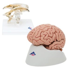 Anatomie Set Hersenen en Ventrikel