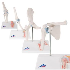 Mini Gewrichten Set