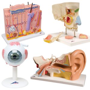 Anatomie Modellen Sets