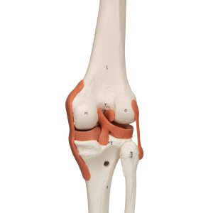 Flex skelet spieraanhechtingsplaatsen & ligamenten