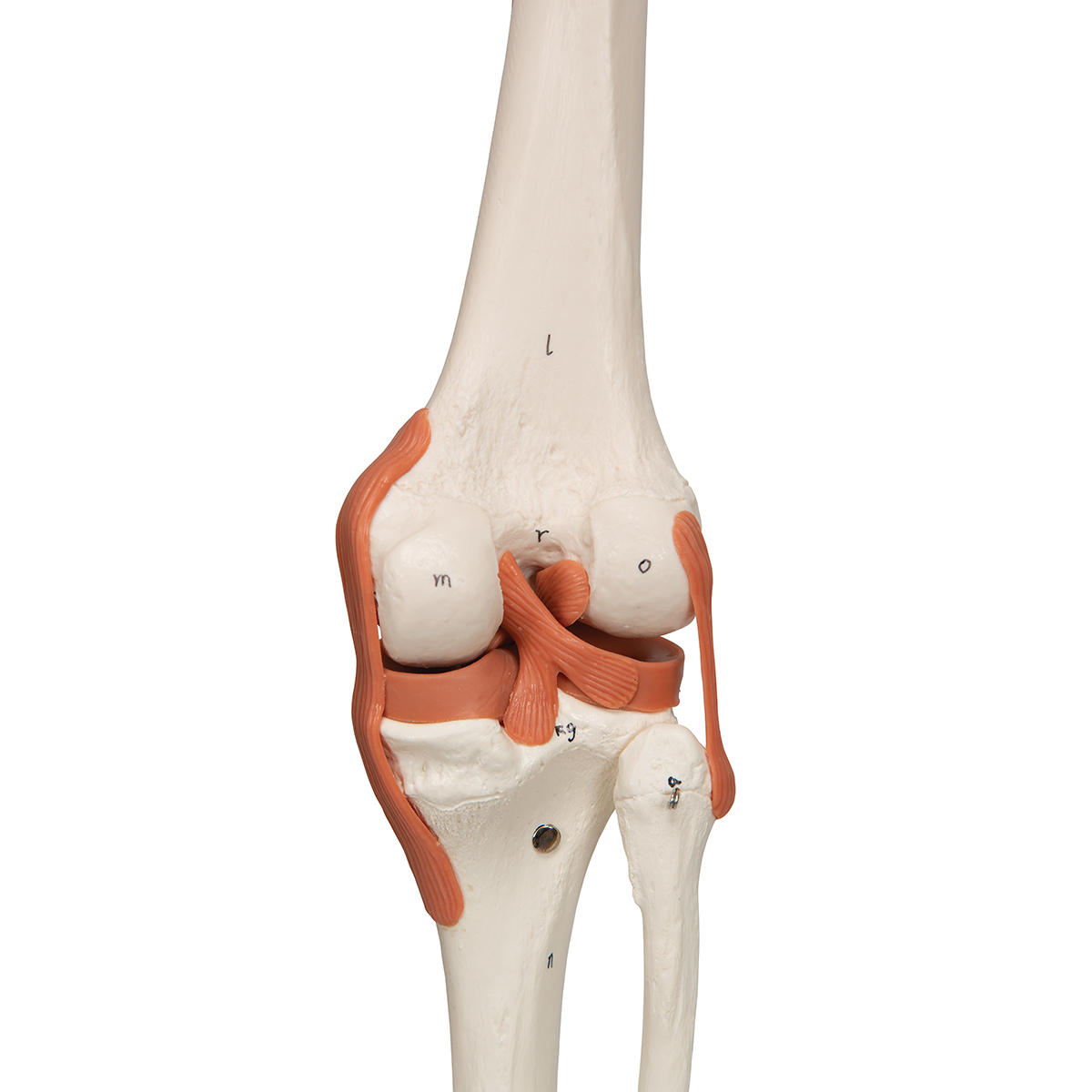 Flex skelet spieraanhechtingsplaatsen & ligamenten