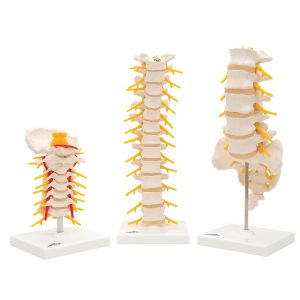 Anatomie Wervelkolom Set
