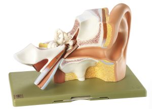 Anatomie model Oor, 3 x Vergroot