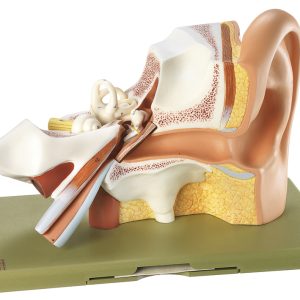 Anatomie model Oor, 3 x Vergroot
