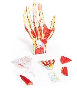 Anatomisch Model Hand, 7-delig
