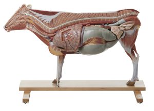 Anatomisch Model van een Koe