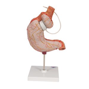 Maagband Model