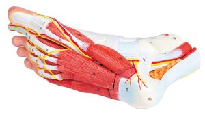 Anatomisch Model Voet, 9-delig