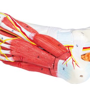 Anatomisch Model Voet, 9-delig