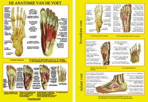 Anatomie van de Voet A4 Kaart Nederlands